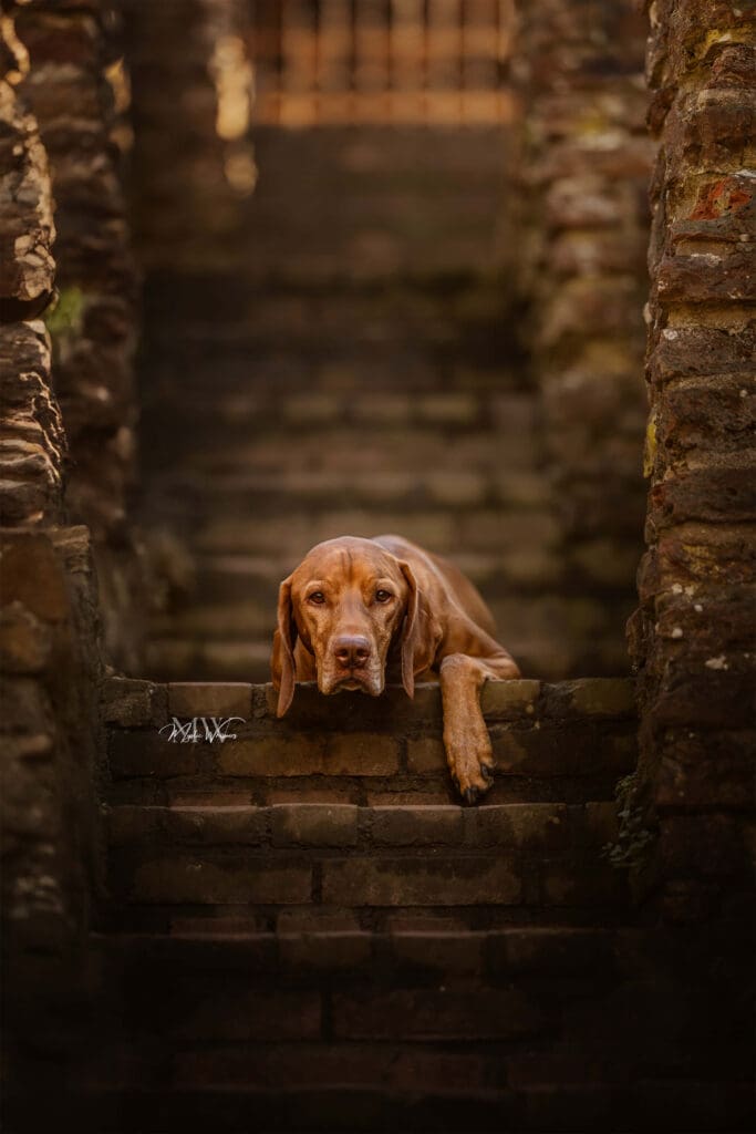 Vizsla gefotografeerd tijdens een meeloopdag hondenfotografie op een sfeervolle locatie in Zwolle