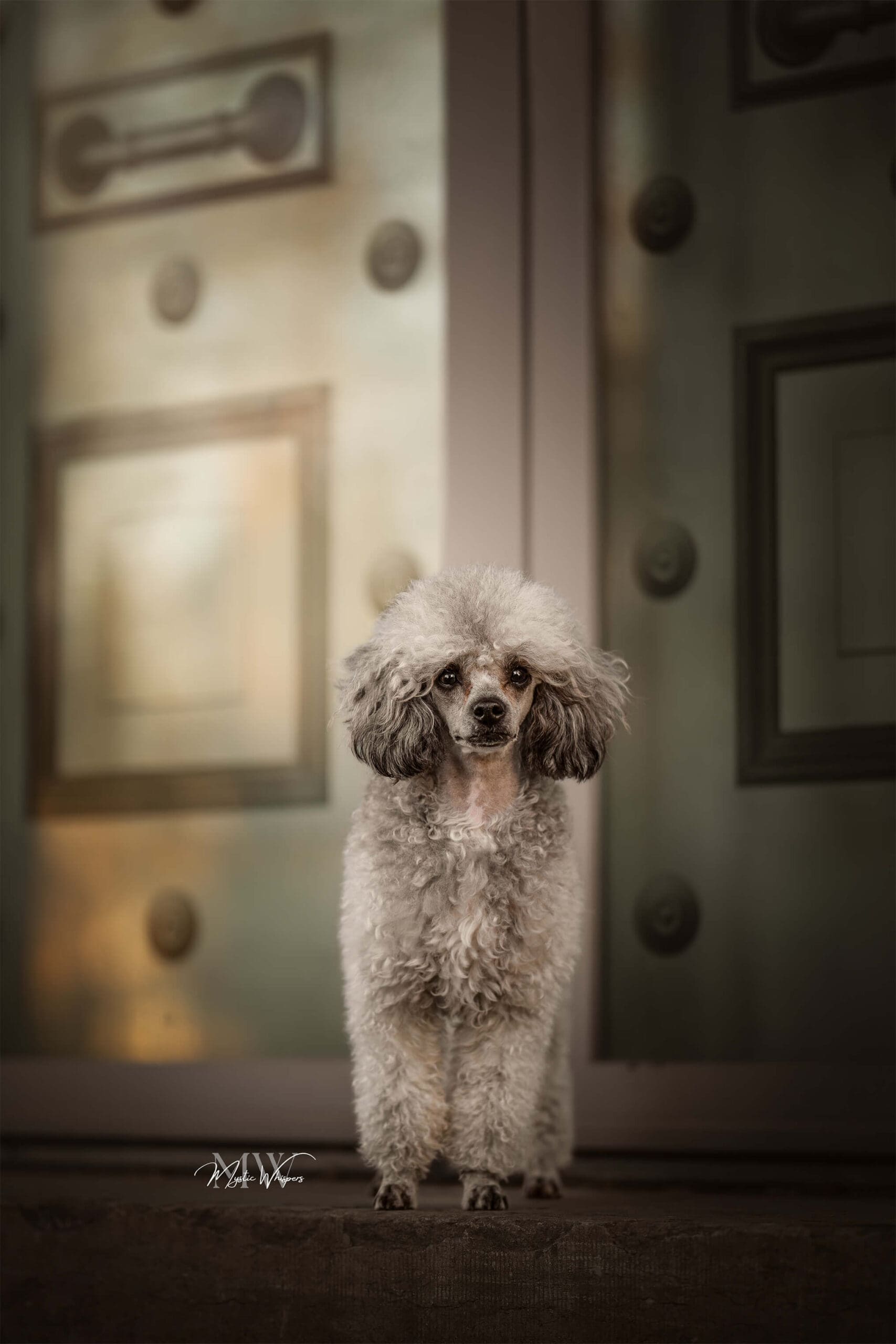 Hond gefotografeerd tijdens een meeloopdag voor hondenfotografen op de Veluwe