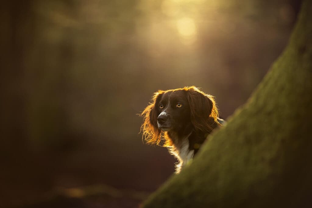 Heidewachtel tijdens een hondenfotoshoot in het Speulderbos bij Ermelo