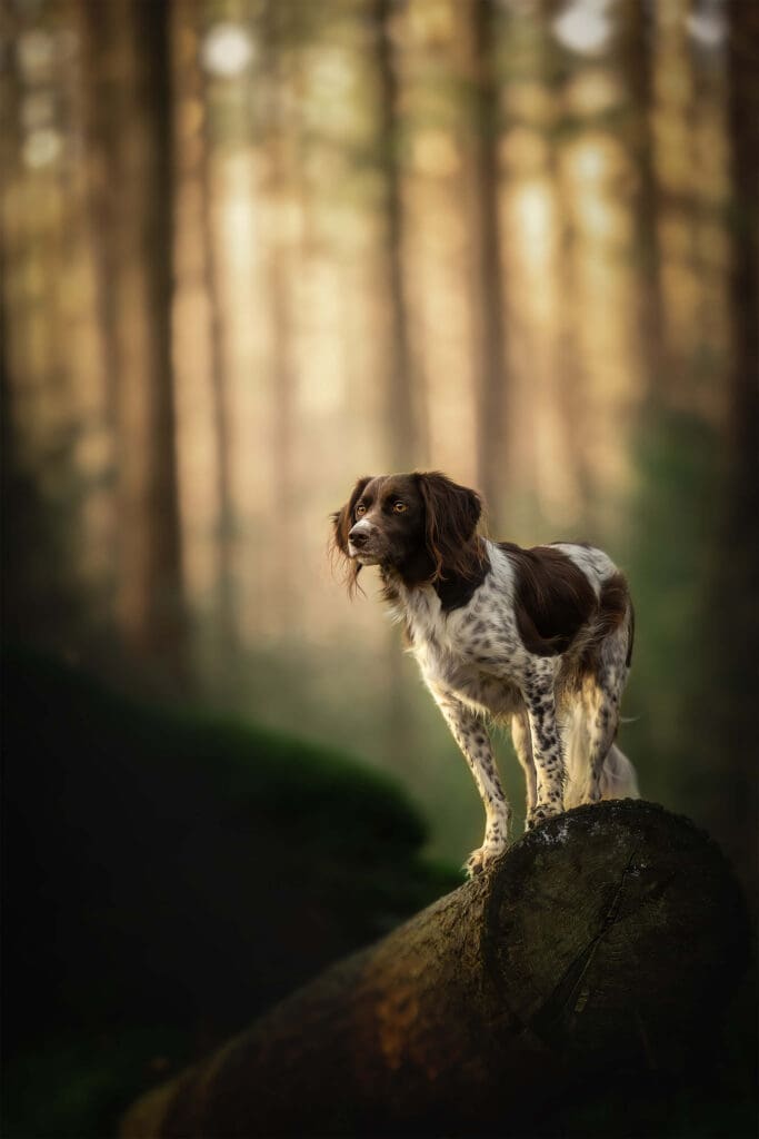 Hond gefotografeerd in het Speulderbos tijdens een hondenfotoshoot op de Veluwe