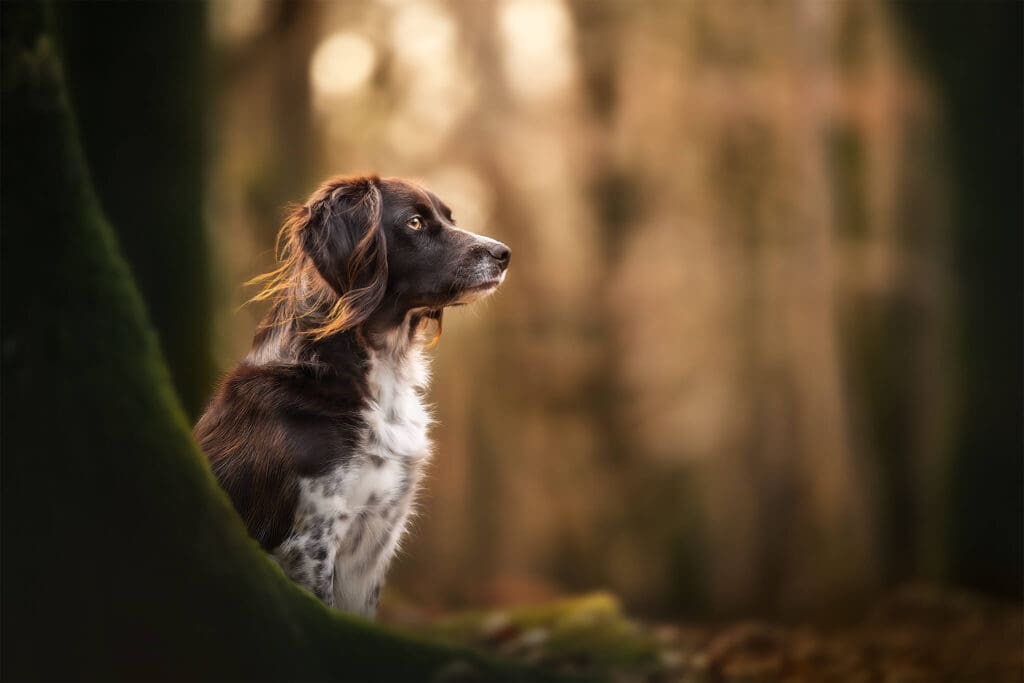 Hondenfotografie in het Speulderbos bij Ermelo met een Heidewachtel